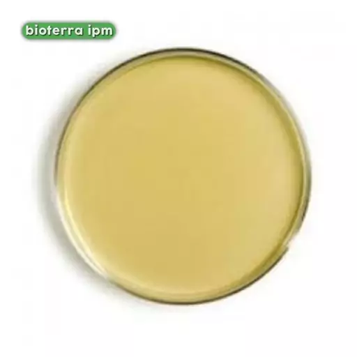 پلیت محیط کشت NA(Nutrient Agar)