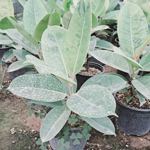 فیکوس آلتیسیما (Ficus altissima) فیکوس طلایی