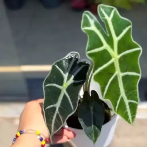 آلوکازیا آمازونیکا  Alocasia Amazonica  هزینه ارسال بصورت پس کرایه و بعهده مشتری می باشد