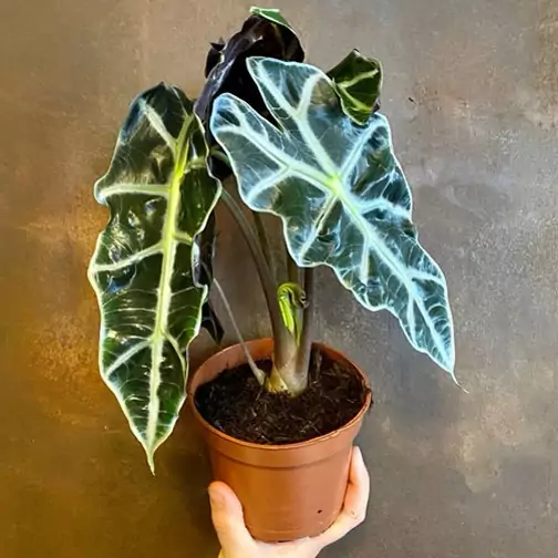 آلوکازیا آمازونیکا  Alocasia Amazonica  هزینه ارسال بصورت پس کرایه و بعهده مشتری می باشد