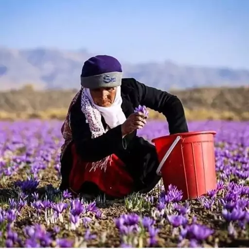 یک مثقال زعفران سرگل شهربانو 