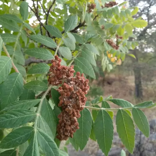 سماق قهوه ای تویسرکان (خشک)