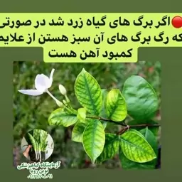 کود آهن مخصوص گلهای اپارتمانی