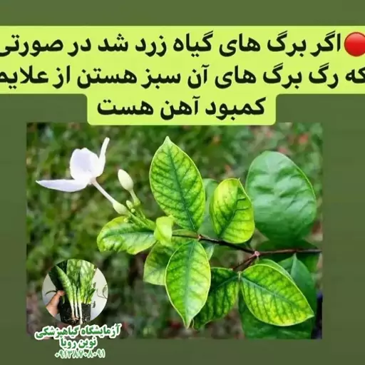 کود آهن مخصوص گلهای اپارتمانی