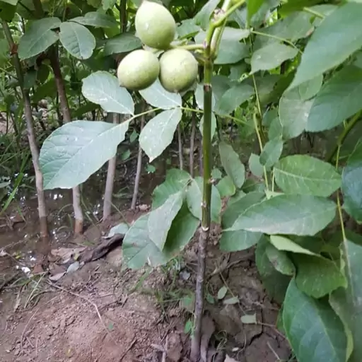 نهال گردو اسرائیلی چندساله