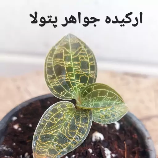 ارکیده جواهر پتولا کلکسیونی(همراه با کود تقویتی)سایز 8(پس کرایه)