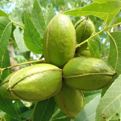 نهال گردو پکان پیوندی درجه یک   هزینه ارسال بصورت پس کرایه و بعهده مشتری می باشد