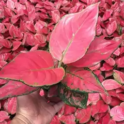 آگلونما پینک کاترین عروسکه زیبا  Aglaonema Pink Katrina   هزینه ارسال بصورت پس کرایه و بعهده مشتری می باشد