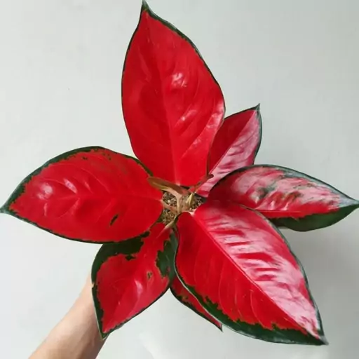 آگلونما رد ساکسوم جذابه لعنتی  Aglaonema red suksom  هزینه ارسال بصورت پس کرایه و بعهده مشتری می باشد 