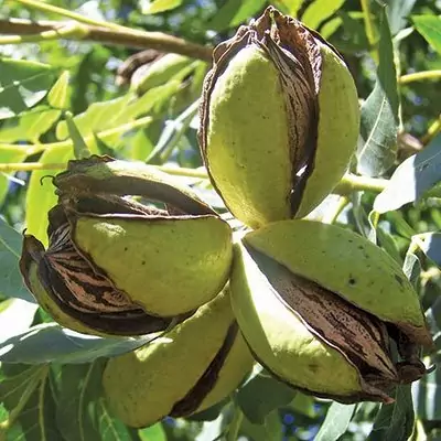 نهال گردو پکان پیوندی درجه یک   هزینه ارسال بصورت پس کرایه و بعهده مشتری می باشد