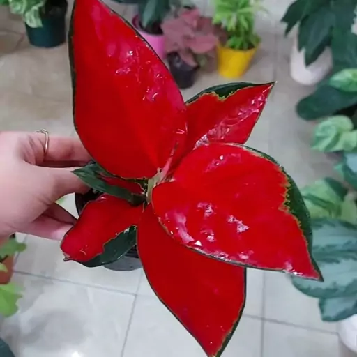 آگلونما رد ساکسوم جذابه لعنتی  Aglaonema red suksom  هزینه ارسال بصورت پس کرایه و بعهده مشتری می باشد 