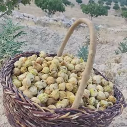 انجیر درجه یک تازه استهبان