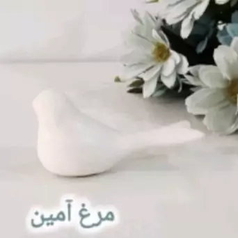 مرغ آمین (1)