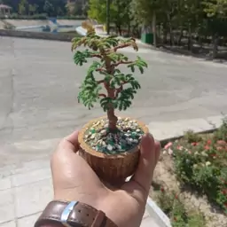 ماکت بونسای رومیزی درختچه استوایی ارتفاع 15cm