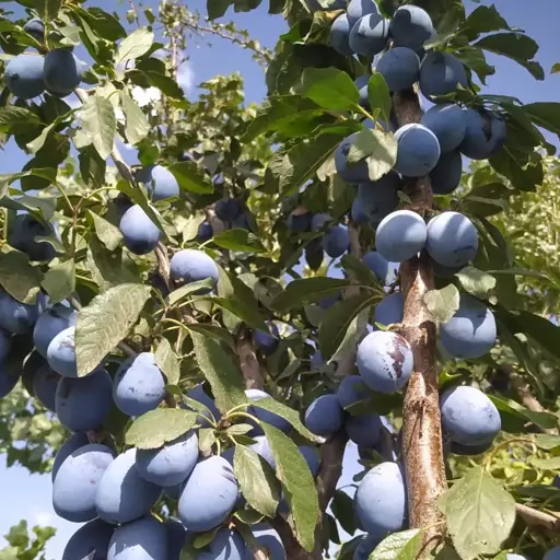 نهال آلو بخارا (خرمایی)