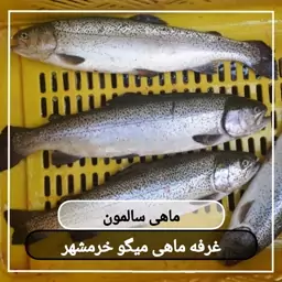 ماهی سالمون سایز متوسط تازه و صید روز (پک یک کیلویی) بسیار خوشمزه و لذیذ