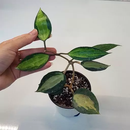 هویا ماکروفیلا وسط ابلق(hoya macrophylla variegata)