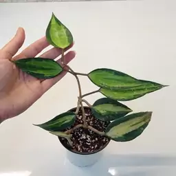 هویا ماکروفیلا وسط ابلق(hoya macrophylla variegata)