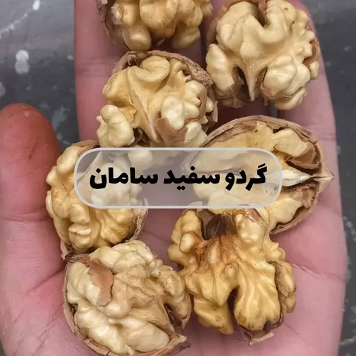 گردو سفید پوست نازک سامان