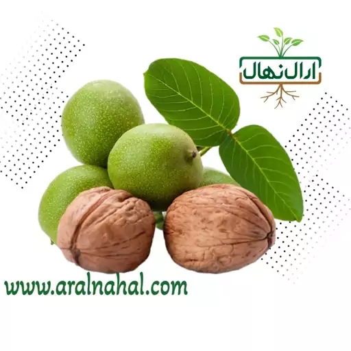 نهال گردو چندلر (مقاوم به سرما)(هزینه ارسال به عهده مشتری)