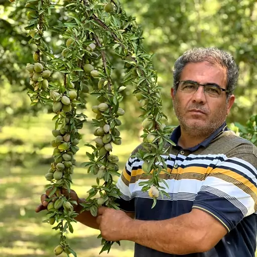 نهال بادام دیرگل آذر