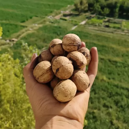 گردوی تازه خشک بسته بندی پنج کیلویی