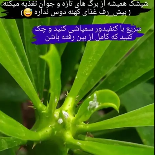 سم  آفت کش کنفیدور 