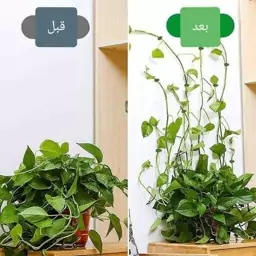 گیره نگهدارنده گل و گیاه پتوس لاکچری 10 عددی با ارسال رایگان 