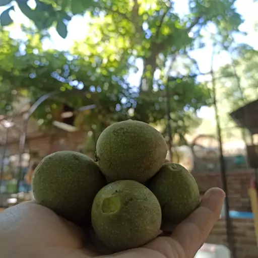 گردو با پوست سبز تویسرکان