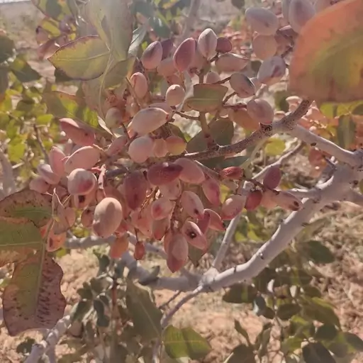 پسته  احمد آقایی ارگانیک(خرید مستقیم و بدون واسطه از باغدار)