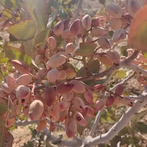 پسته احمد آقایی ارگانیک از باغات اصفهان (خرید بدون واسطه و مستقیم از باغدار)