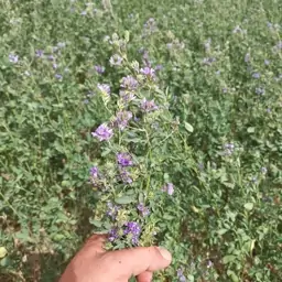 بذر یونجه قد بلند و پر برگ(1000 گرمی)