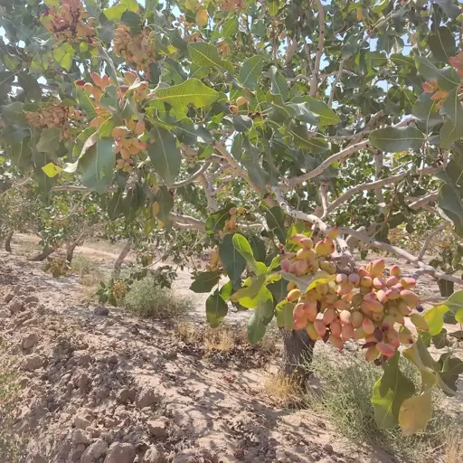 پسته بادامی ارگانیک ، امسالی ، سایز متوسط