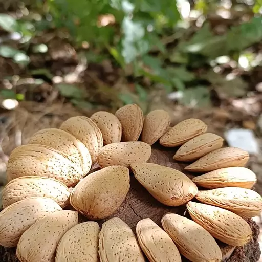 بادام سنگی درشت، میرزاجان (2کیلویی)( ارسال رایگان)