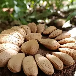 بادام سنگی درشت و پرمغز (میرزاجان)