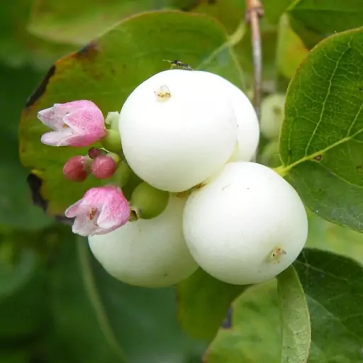 نهال اسنوبری Snowberry   هزینه ارسال بصورت پس کرایه و بعهده مشتری می باشد