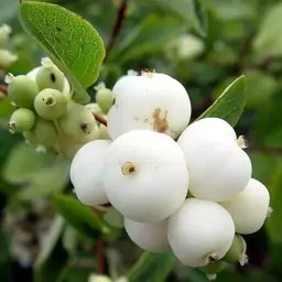 نهال اسنوبری Snowberry   هزینه ارسال بصورت پس کرایه و بعهده مشتری می باشد