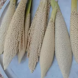 گرده نخل اصل و خالص(طارونه) وزن 50گرم