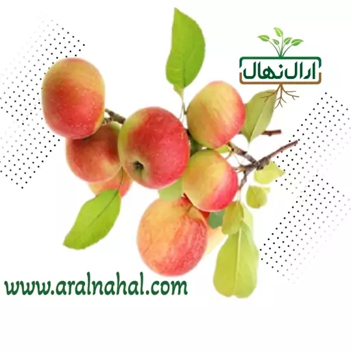  نهال سیب گلاب کهنز(هزینه ارسال به عهده مشتری)