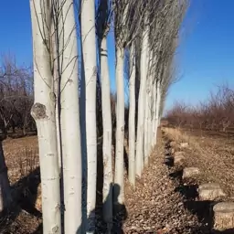 کبوده یک ساله تا سه سال