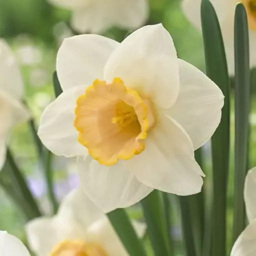 پیاز(2عددی)سالومه کمیاب گل نرگس DAFFODIL SALOME 