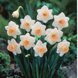 پیاز(2عددی)سالومه کمیاب گل نرگس DAFFODIL SALOME 