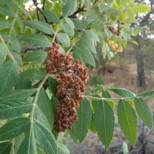 سماق خوشه قهوه ای تویسرکان