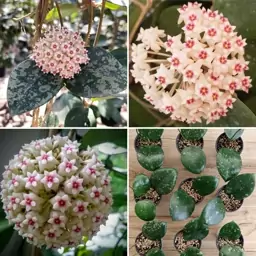 گیاهچه هویا Hoya Parasitica Splash