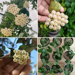 گیاهچه هویا Hoya Krohniana