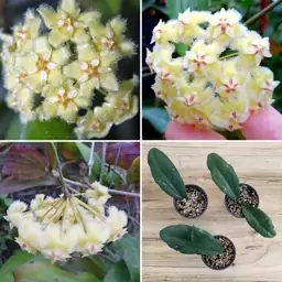 گیاهچه هویا Hoya Erythrina Nara