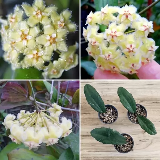 گیاهچه هویا Hoya Erythrina Nara