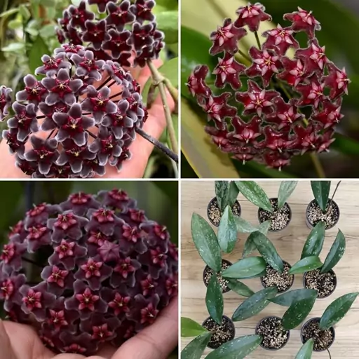 گیاهچه هویا بلک دراگون Hoya Black Dragon 