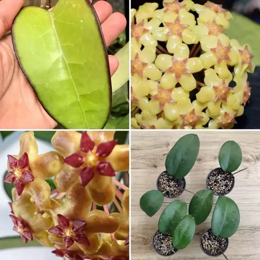 گیاهچه هویا Hoya Fusco Marginata