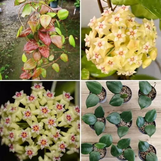 گیاهچه هویا Hoya Dolichosparte